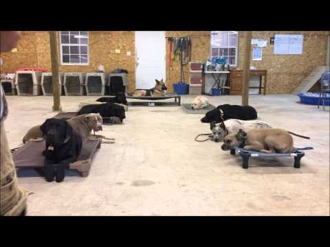 hotdog-challenge-│-redmark-kennels-│-austin-dog-training