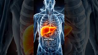 Drink THIS Daily to Remove Fat From Your Liver
