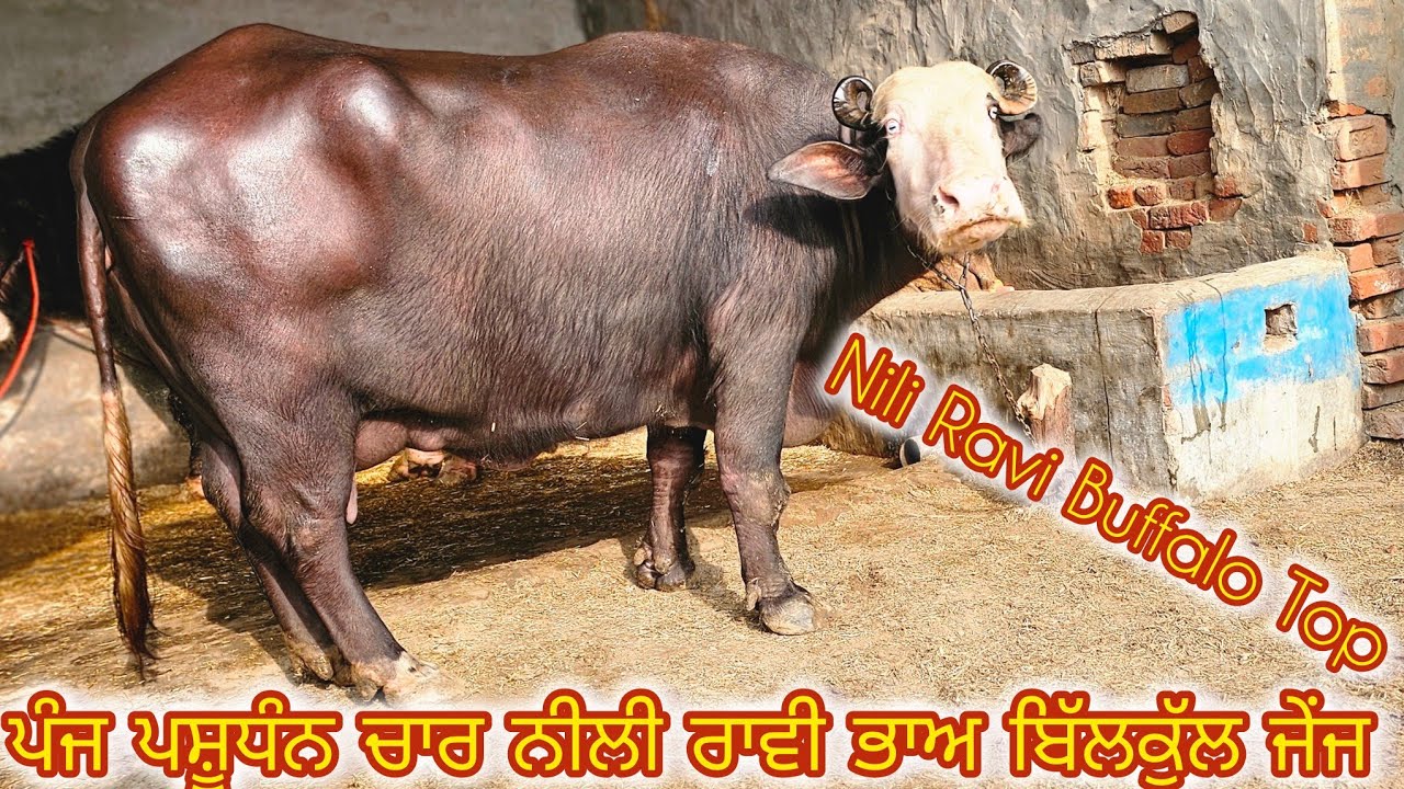 ਜੋਬਨ ਵੀਰ ਕੋਲ ਪੰਜ ਪਸ਼ੂਧੰਨ ਤਿੰਨ ਨੀਲੀ ਰਾਵੀ ਇੱਕ ਮੁਹਰਾ ਭਾਅ ਬਿੱਲਕੁੱਲ ਜੇਂਜ ਵਿੱਚ ਮਿਤੀ 18-1-2026