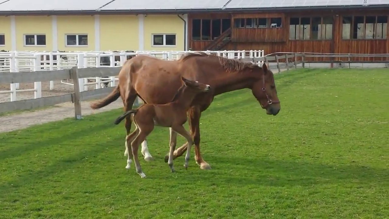 Kleiner Hengst Ist Supergeil Kleiner Hengst Ist Supergeil