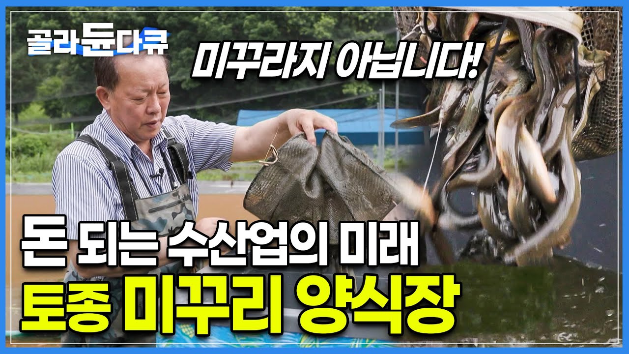 미꾸라지랑 비슷하지만 가격부터 맛까지 다른 '미꾸리'┃벼농사와 같은 면적이라도 소득이 다섯 배라는 보물 같은 토종 미꾸리 양식장┃고향민국┃#골라듄다큐