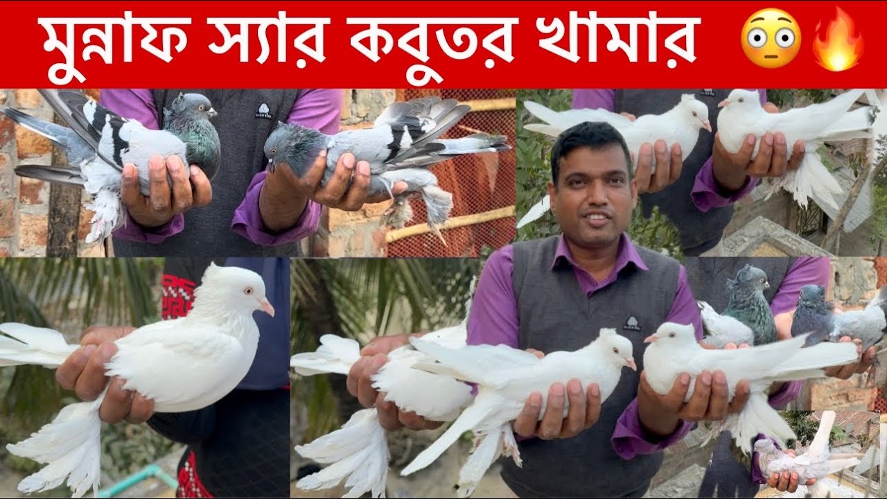 মুন্নাফ স্যারের কবুতর খামার  😳🔥|| স্যার ও কবুতর সেল করবে 🙈😂|| স্যার এর সেরা 👌 কবুতর 😳|| সেরা কবুতর 😳