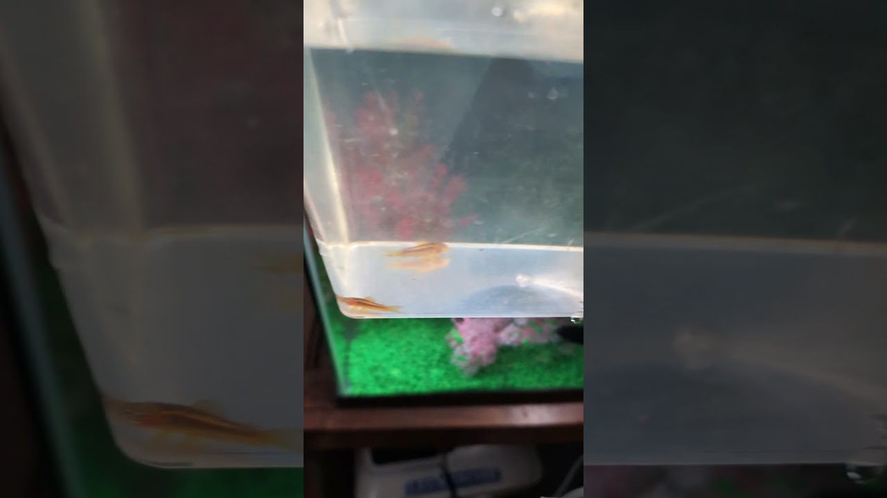 It;s an orangy sky!  4 Orange Laser Corydoras Catfish! (2026) #shorts #drockingfish