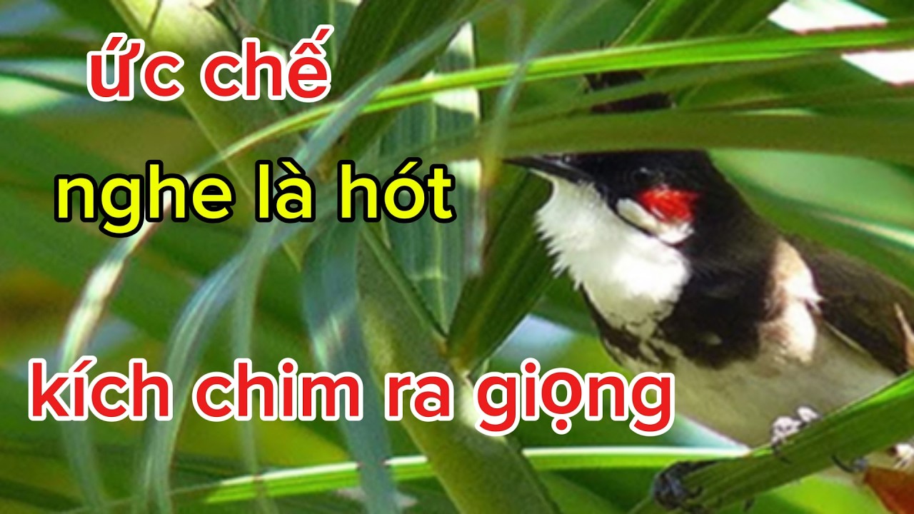 chào mào hót sáng kích chim lên lửa | luyện bổi hót căng