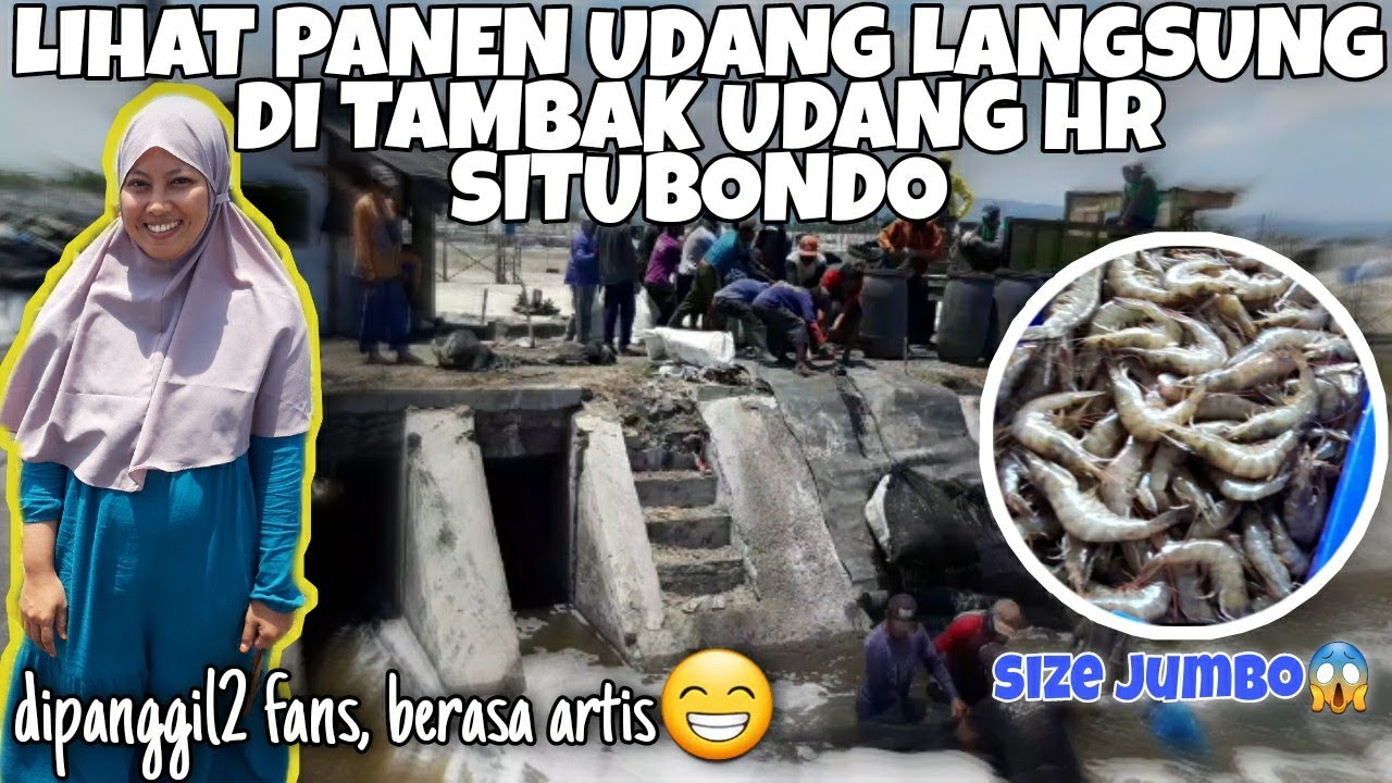 LIHAT PANEN UDANG LANGSUNG DI TAMBAK UDANG HASIL RAYA SITUBONDO YouTube