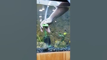 Thumbnail of Two tips to clean your aquarium gravel.