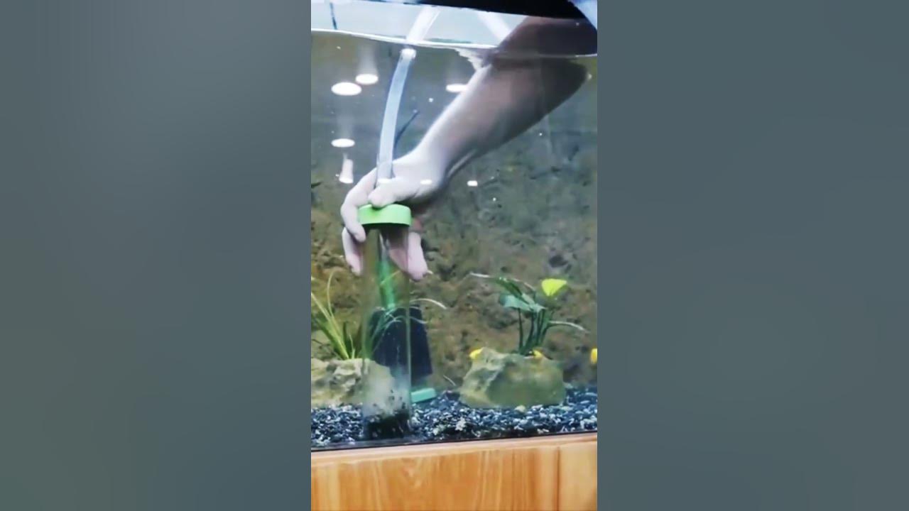 Two tips to clean your aquarium gravel.
