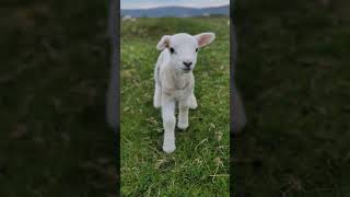 Cute Sheep Niedliches Schaf