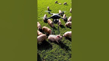 Drones Are Changing Farms In Crazy Ways!