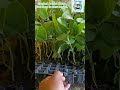Grafting brinjal, first time in west Bengal. #grafted #brinjal . advance agriculture.