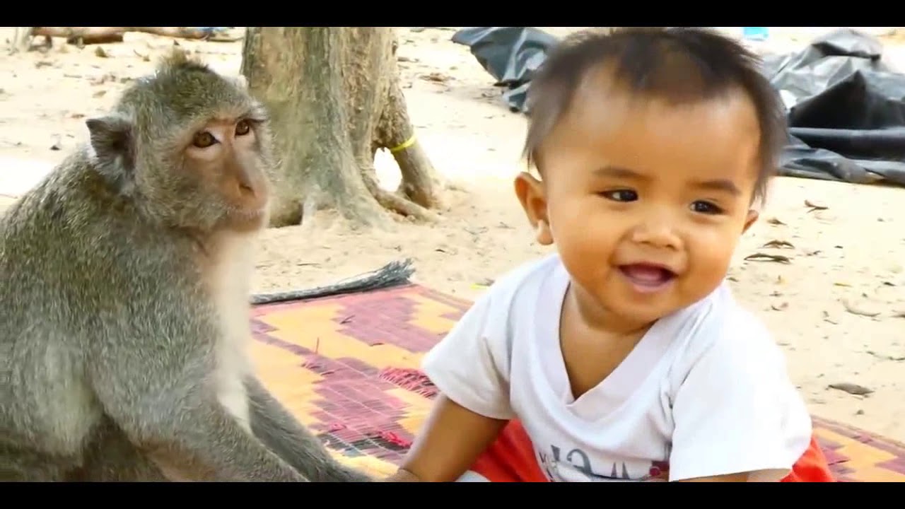 Baby Cry Call Mom For Help - monkey and baby playing