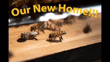 New Hive experiment!  Flow Hive Install??  WHAT???