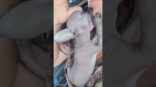 What Alien Looking Dog Sucking From A Human Funny Dog Videos 