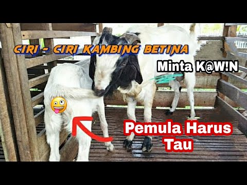 Cara Kambing Kawin