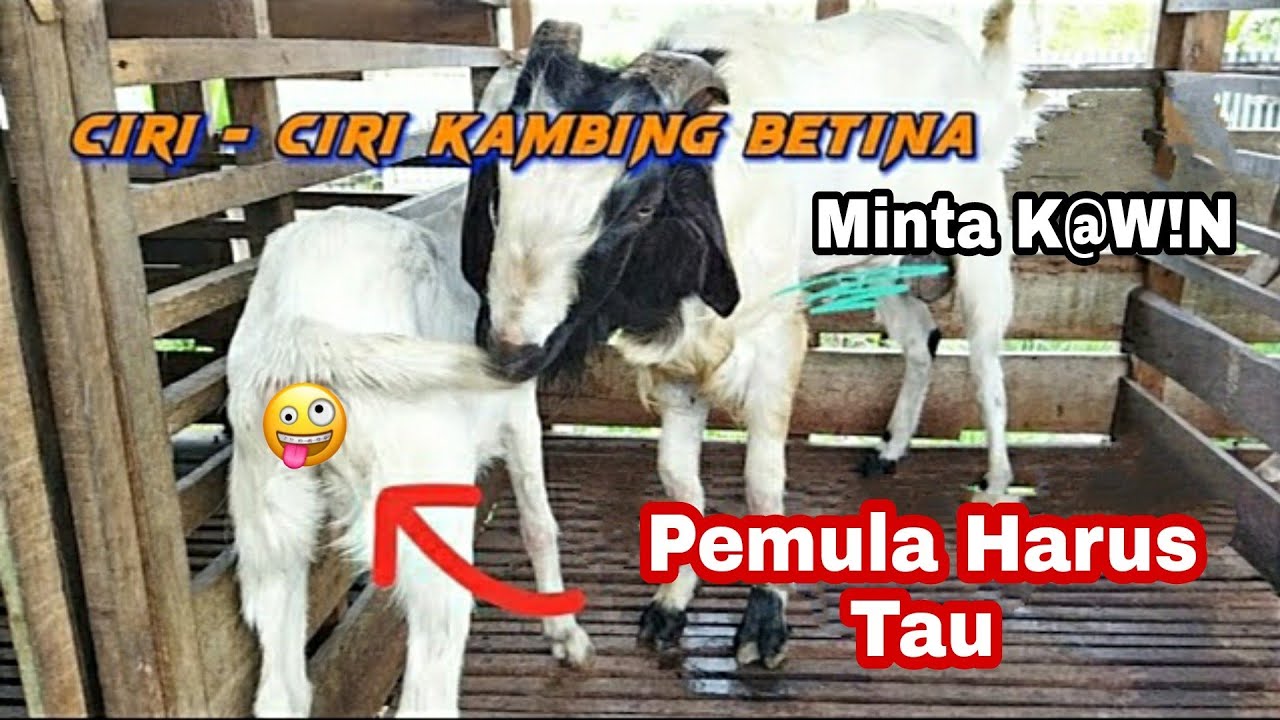 Ciri ciri Kambing Betina Bir4hi || Minta K4win Lengkap 