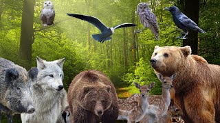 Forest animals - bear, wolf, owl, deer - Animal sounds