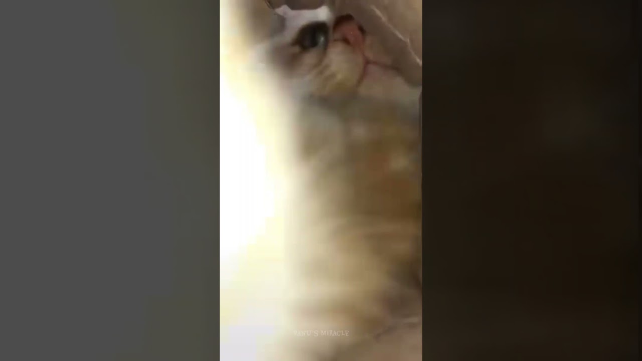 First time own voice dubbing video uploading😺