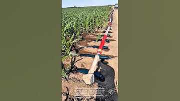 Corn Irrigation: No Sprinklers Needed! Innovative Drip Irrigation System