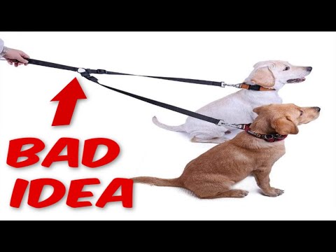 How to Walk Multiple Dogs at the SAME TIME?