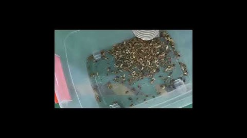 Cardamom Color Sorter Color Separation Machine