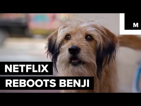 Video: Labākais franču buldogs 2017. gada Vestminsteras suņu izstādē