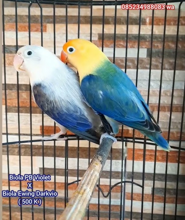 Biola PB Violet X Biola Ewing Darkvio ( 500 K ) Istimewa Top Color 085234988083wa. siap kirim