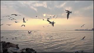 Martılar Şahit - Sözler: Oğuzhan Ceyhan - Müzik: Kiraz Gökırmak - Feat. Rüzgâr (Spotify)