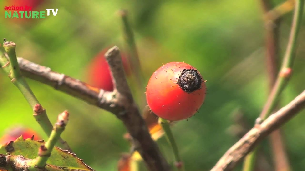 Naturlehrpfad 5 Die Wildrose (Hagebutte) YouTube
