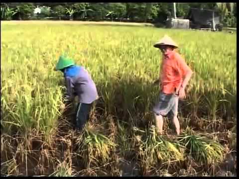 Как выращивают рис?