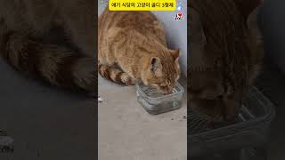 애기 식당의 고양이 골디 3형제 #고양이