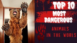 Top 10 Most Dangerous Animals in the World