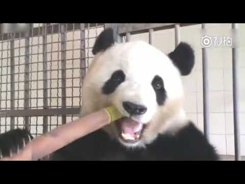 Panda eating show Bamboo compilation 2018