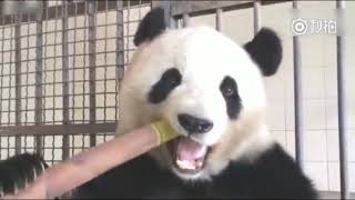 Panda eating show Bamboo
compilation 2018