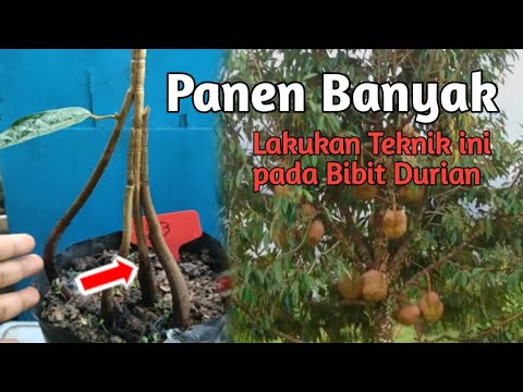 Teknik Baru agar Pohon Durian Berbuah Lebat