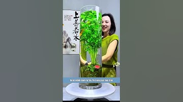 trúc quan âm ngọc bích 6#caycanhphongthuy #caycanhdeban #caycanhmayman #caycanhdecor #decornhacua