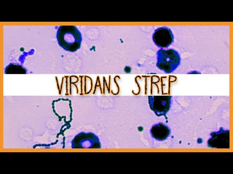 Viridans Streptococci (S. Mutans, S. Mitis, S. Sanguinis)