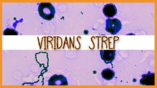 Viridans Streptococci (S. Mutans, S. Mitis, S. Sanguinis)