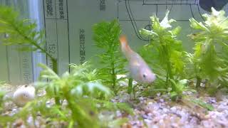 孔雀魚生產