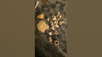 barnacle fossils #shorts #fossil #fossils #barnacles