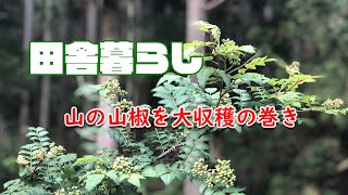 【田舎暮らし】野良山椒を収穫するの巻き～