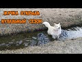 Жучка открыла купальный сезон