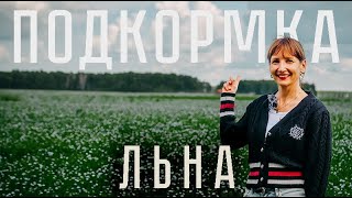 видео: ЛЁН в цветении — не упусти момент! Подкормка, которая работает картинка: ЛЁН в цветении — не упусти момент! Подкормка, которая работает
