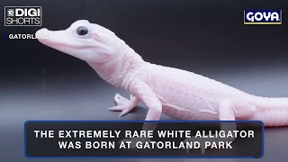 Florida amusement park announces birth of rare white alligator