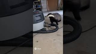 What Happens When a Badger Finds a Vacuum?