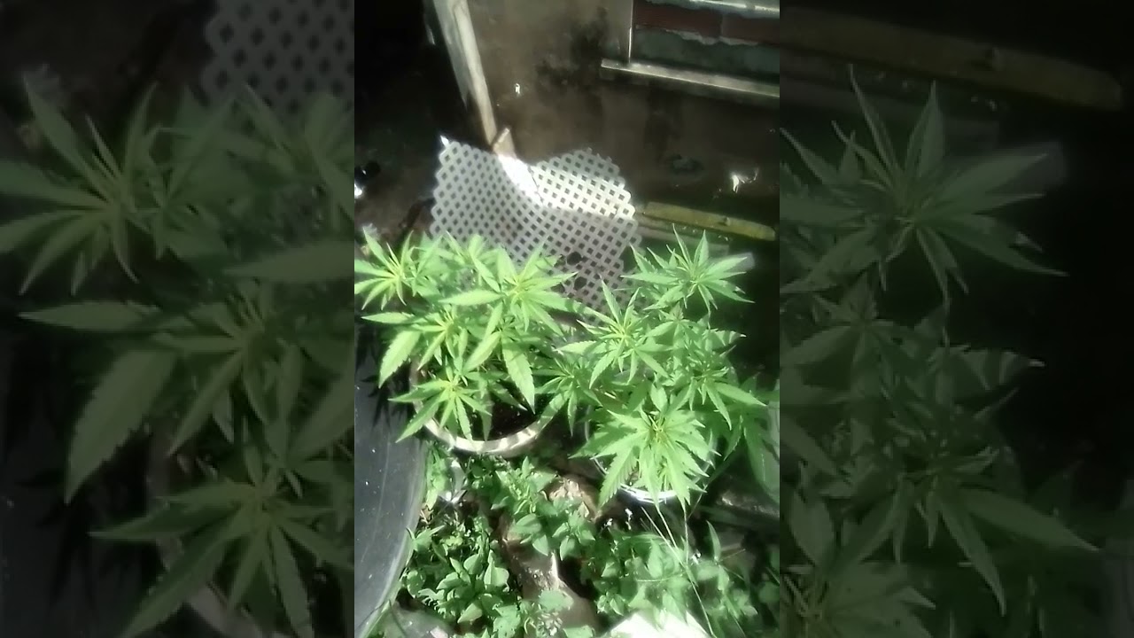 3 weeks highbrids and 2 month collie