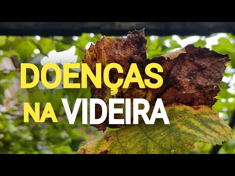 Vídeo: Prevenção de problemas nas uvas - Como tratar pragas e doenças comuns da videira