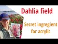 Incredible Dahlia fields.