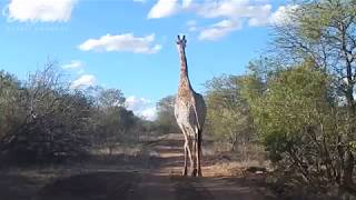 Vuyani Safari Lodge - Gamedrive