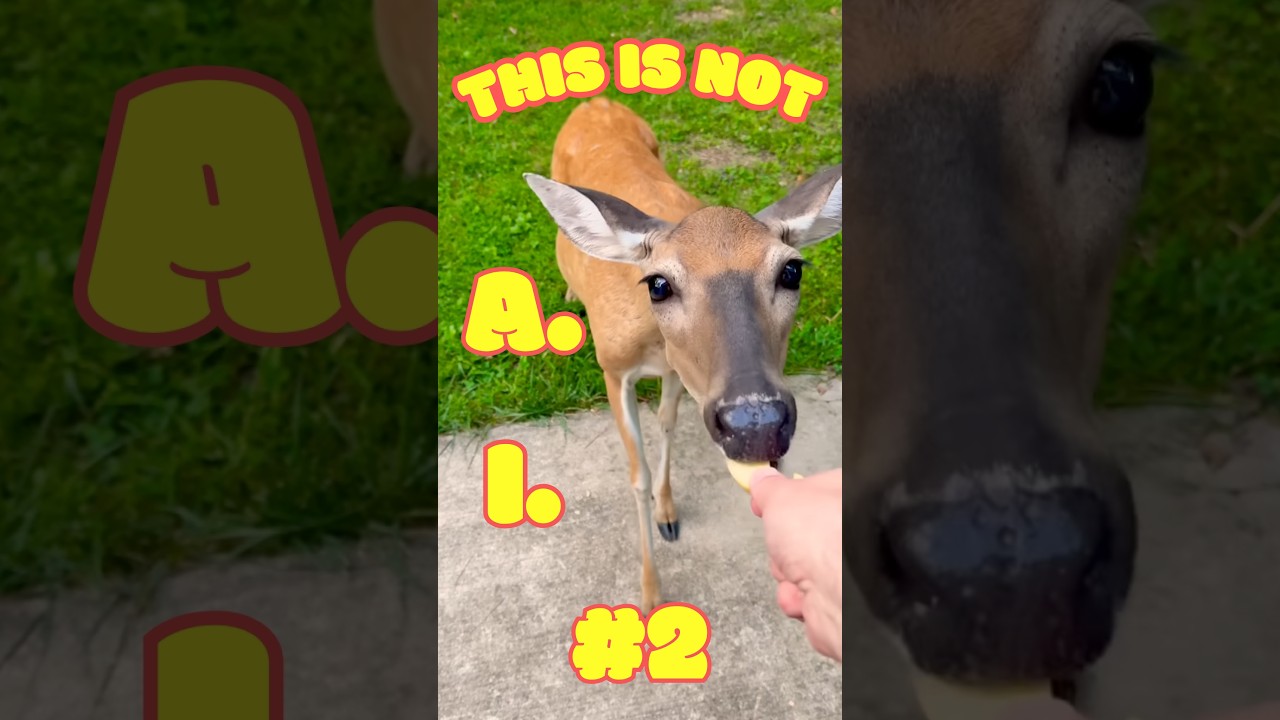 NOT AI Generated 2. No Our Wildlife Encounters Are Not Fake. 😊 #wildlife #fun #cute