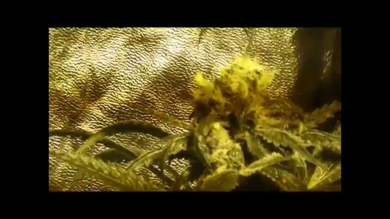 Blue pit and Exodus cheese cannabis plants - day 46